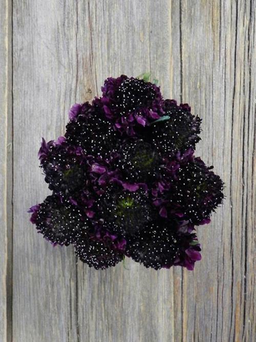 SCOOP RED VELVET BURGUNDY SCABIOSA